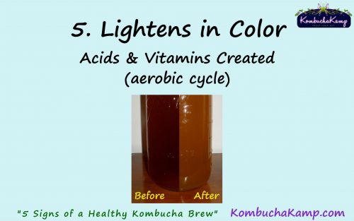 a healthy Kombucha brew will lighten in color