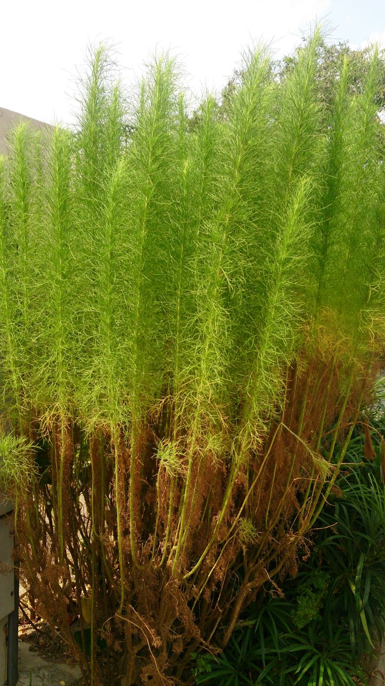 Полынь веничная (Artemisia scoparia W. ET K)