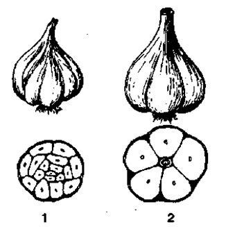 Луковица чеснока (общий вид и в разрезе)