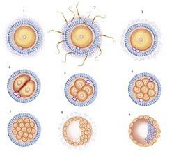 оплодотворение яйцеклетки сперматозоидом